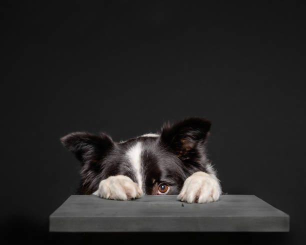 Black and white dog hiding