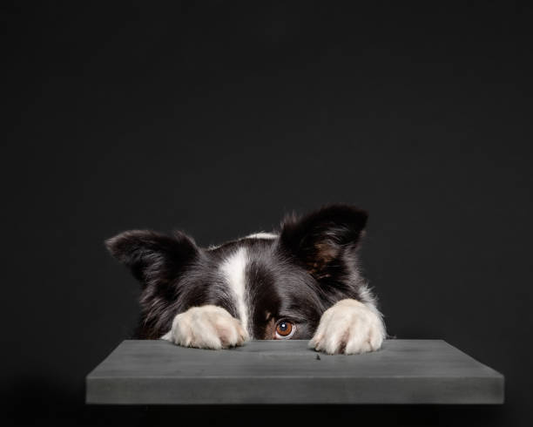 Black and white dog hiding