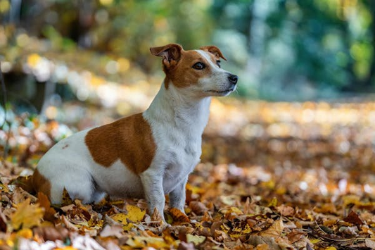 Brown and white dog sitting in leaves 