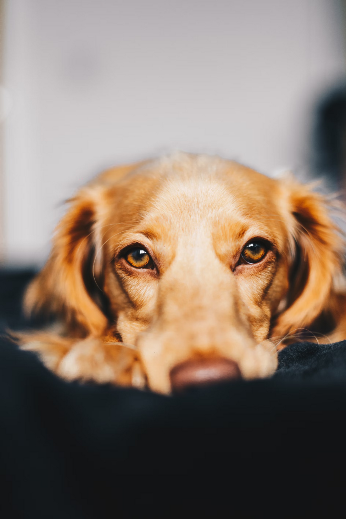 Dog resting face in plush black surface