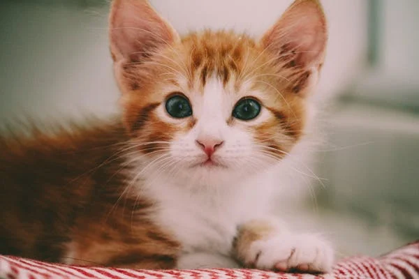 Brown and white kitten