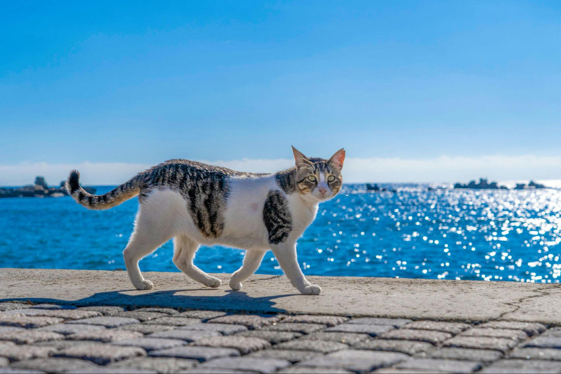 A cat with black and grey stripes and white patches walks on cement in front of a sea
