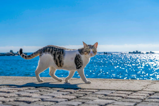 A cat with black and grey stripes and white patches walks on cement in front of a sea
