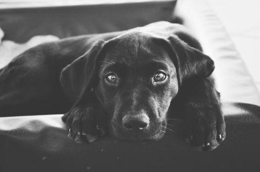 A black and white image of a dog resting its head on the back of a couch