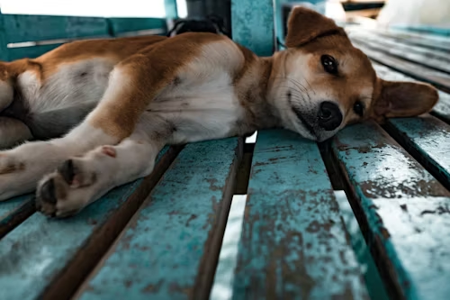 Dog lying on side on blue plank floor