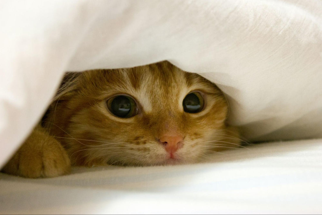 An orange cat hides under a white blanket