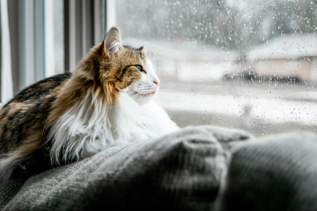 A long-haired cat lies on the back of a couch looking out a window