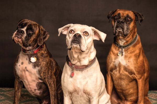 Three dogs staring straight ahead 