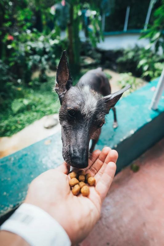 Black dog eating dog food from person’s palm