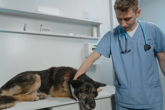 Veterinarian petting German Shepherd in examination room