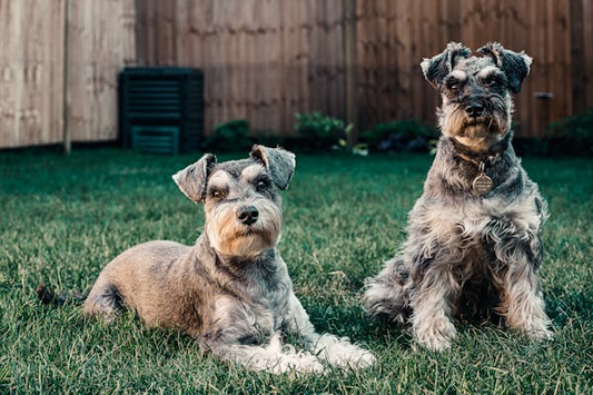 Dogs on grass