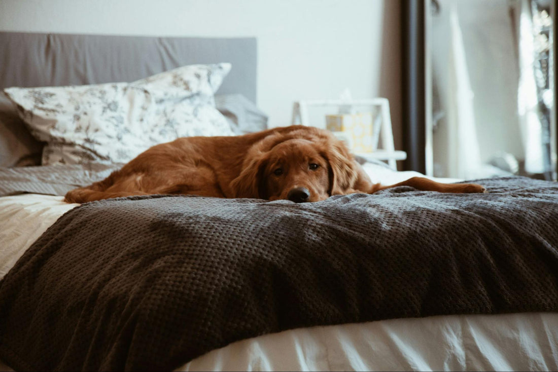 A dog lies on a bed