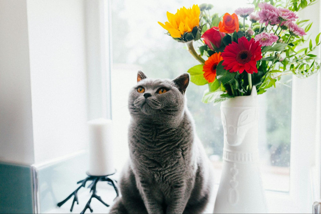 A grey cat sits beside a vase full of flowers