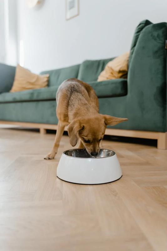 Brown dog eating from white dog bowl in living room