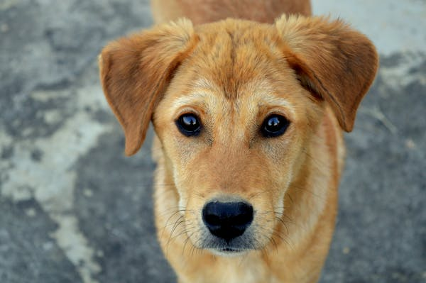 Brown dog looking up