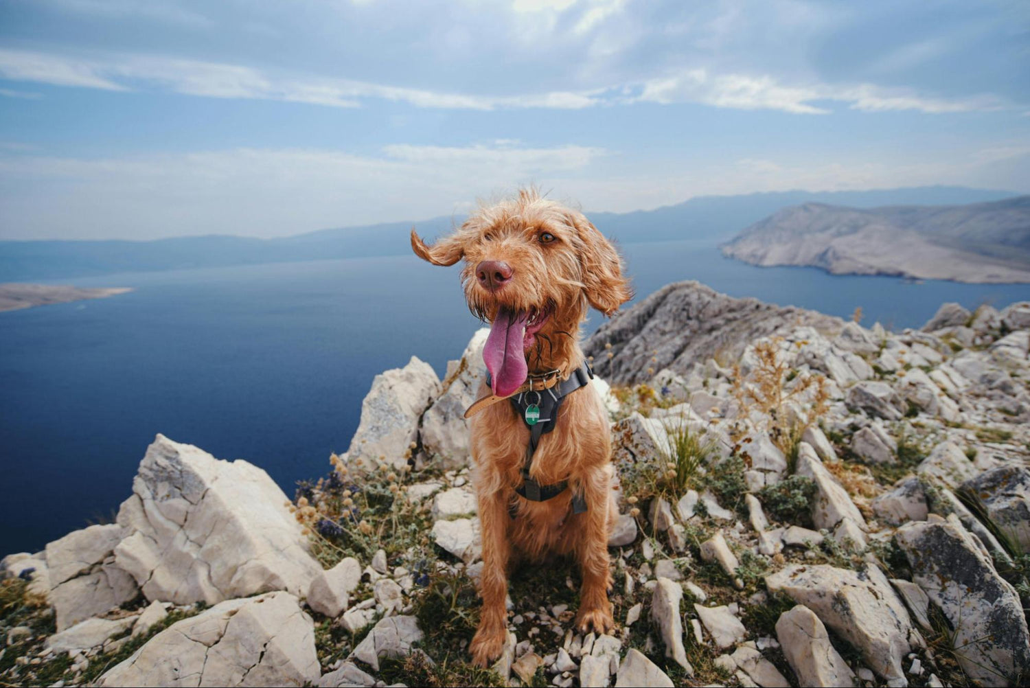 Heat-Induced Upset: Can Heat Cause Diarrhea in Dogs? – Under the Weather