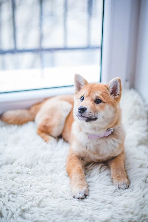 Dog on furry rug