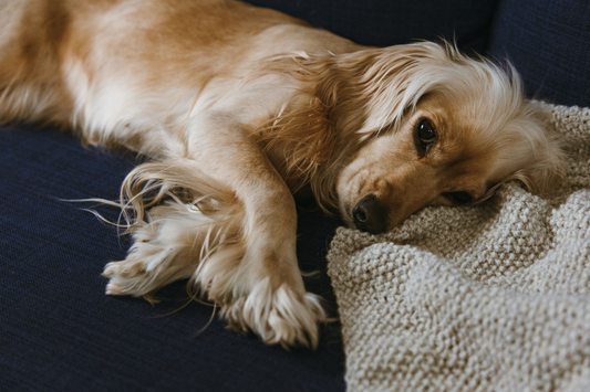 A long-haired cream dachshund lying stretched out on a navy blue sofa with its head resting on a knitted cream blanket, looking calmly toward the camera