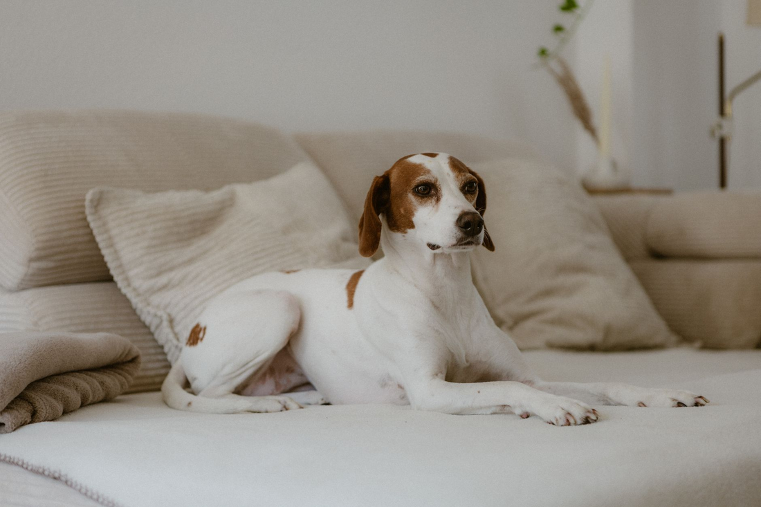 A brown and white hound lying calmly on a cream sofa in a bright living room