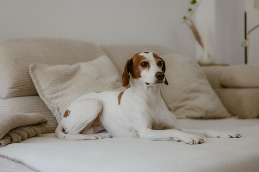 A brown and white hound lying calmly on a cream sofa in a bright living room