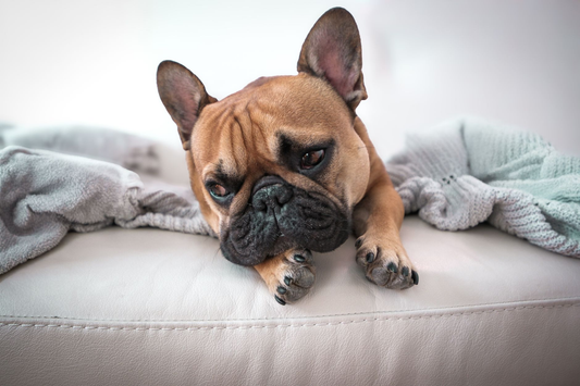 A fawn French Bulldog lying calmly on a cream leather couch with its head resting between its front paws, surrounded by soft grey and mint knit blankets