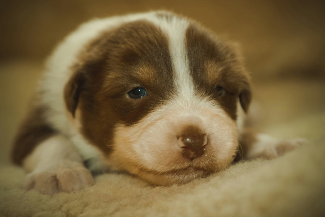Baby puppy brown and white new born ready for colostrum