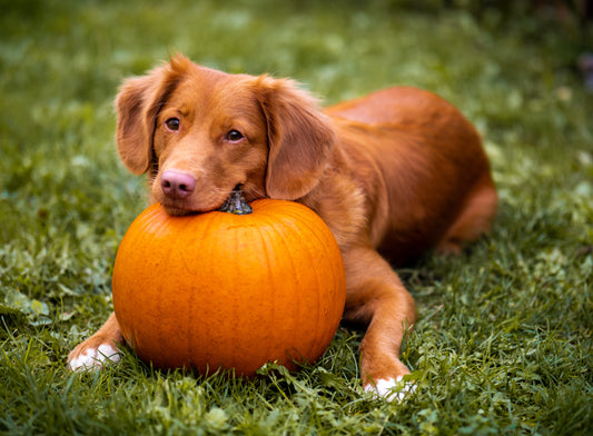 Benefits of Pumpkin for Dogs