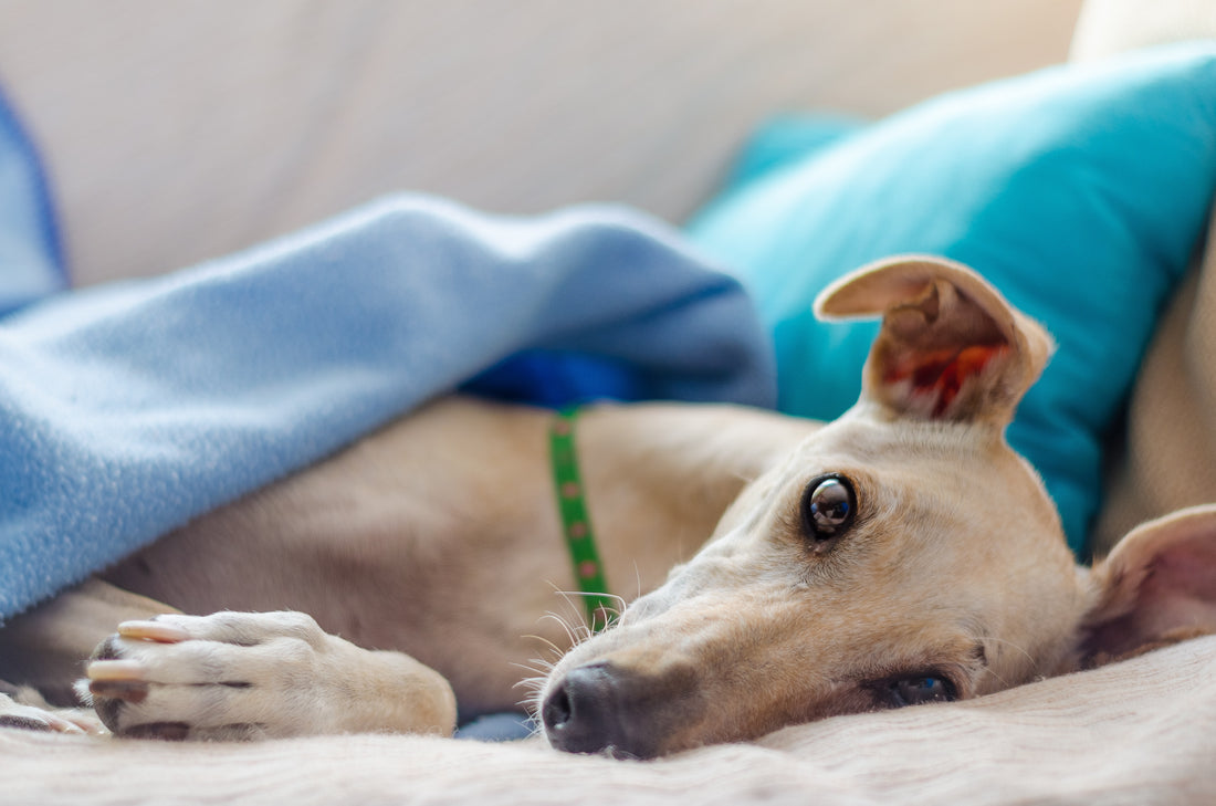 Digestive Issues in Greyhounds