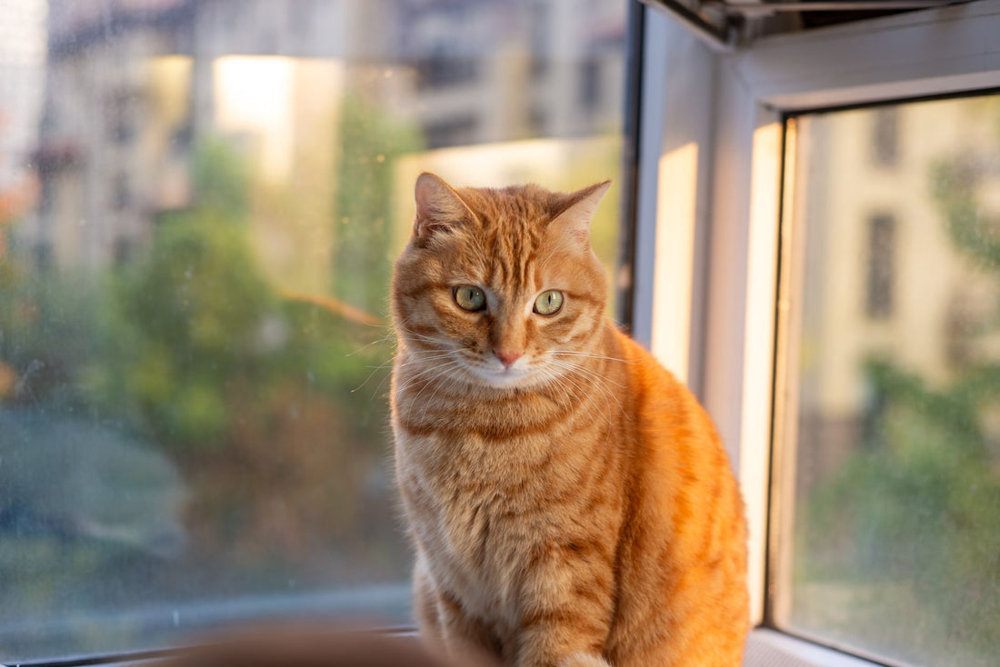 An orange tabby cat sitting calmly on a sunlit windowsill