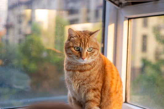 An orange tabby cat sitting calmly on a sunlit windowsill
