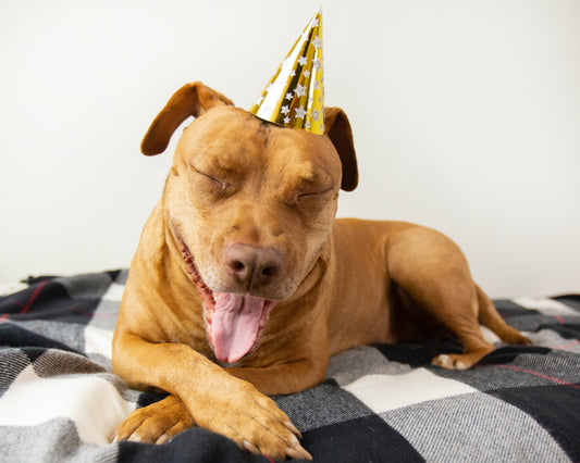 8 New Year's Resolutions for Your Pet