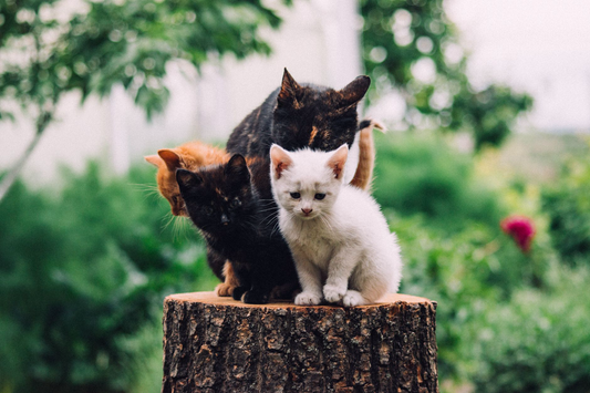 Three young kittens of different colors sitting together on a wooden tree stump outdoors