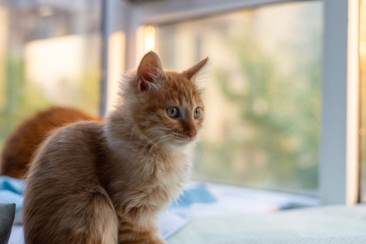 A fluffy ginger kitten sitting on a bed beside a sunny window, looking out