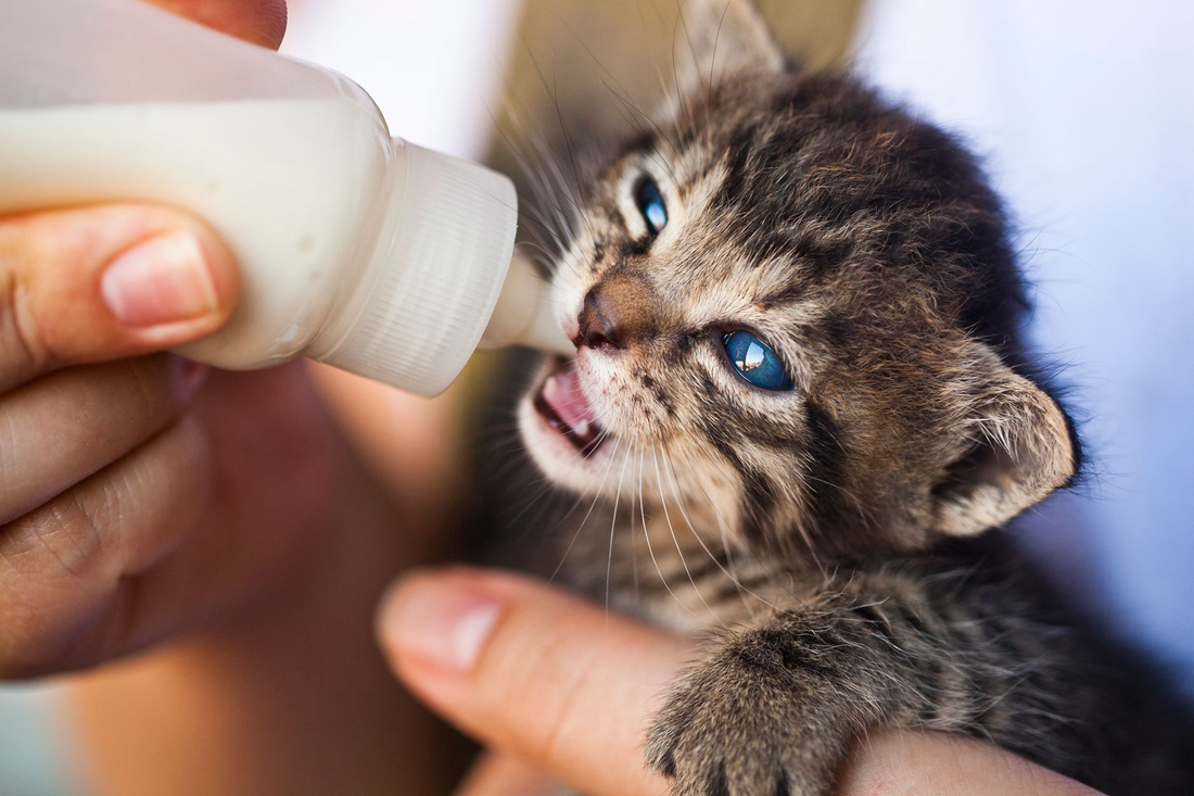 A tiny tabby kitten with bright blue eyes drinking formula from a small white nursing bottle held in a person's hand in warm natural light