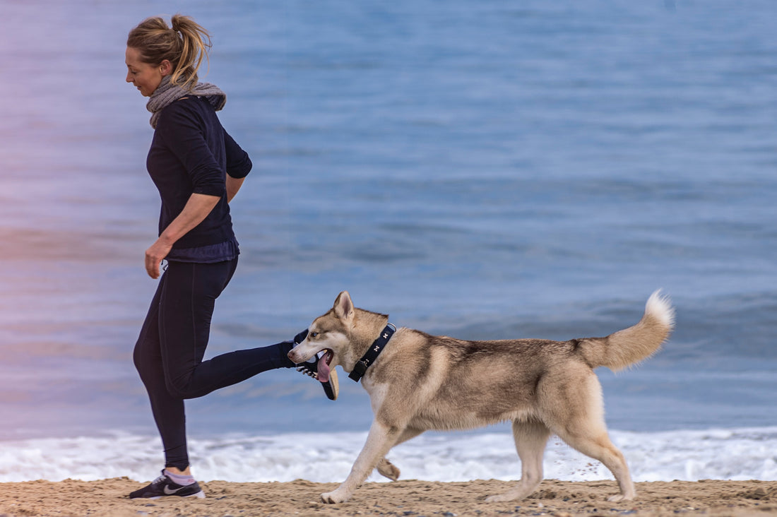 Losing Weight With Your Dog