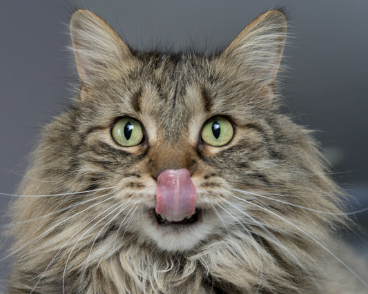 Hairballs: Everything You Need to Know to Help Your Cat