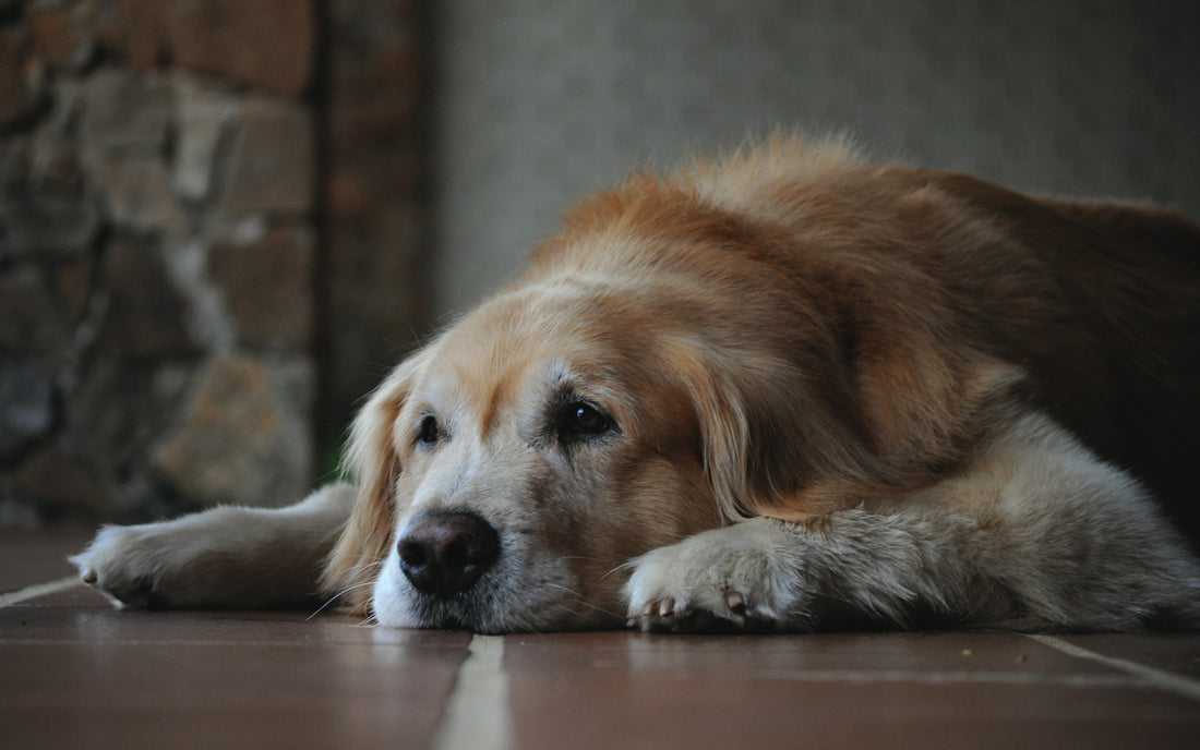 The Importance of Supplements for Senior Dogs