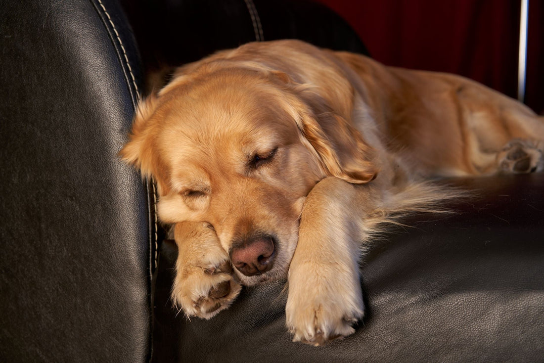 A golden retriever resting peacefully on a leather sofa with its eyes closed in warm afternoon light
