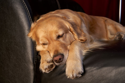 A golden retriever resting peacefully on a leather sofa with its eyes closed in warm afternoon light