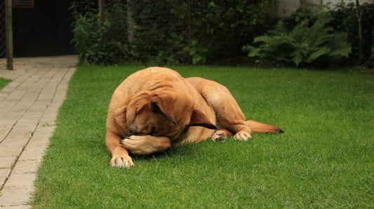 Why Does My Dog Eat Poop?