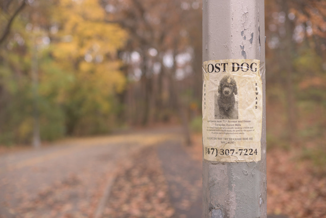 What To Do If Your Dog Goes Missing