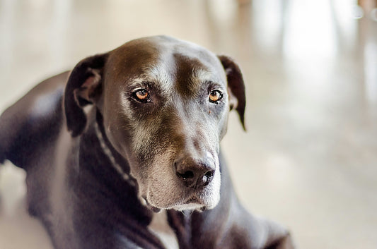 Aged Appetite Woes: Solutions for an Old Dog Not Eating