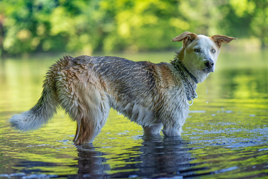The Dangers of Blue-Green Algae Poisoning in Dogs