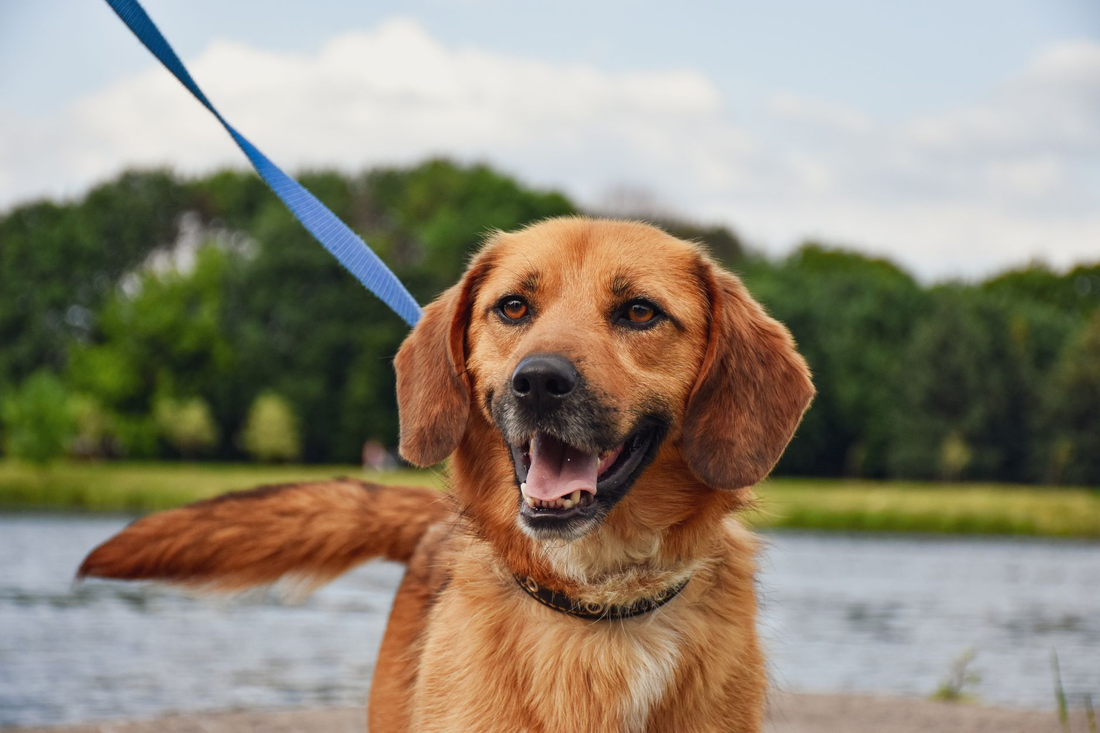 A golden brown dog on a blue leash standing at the edge of a lake in a park, mouth open and looking straight at the camera with green trees behind it
