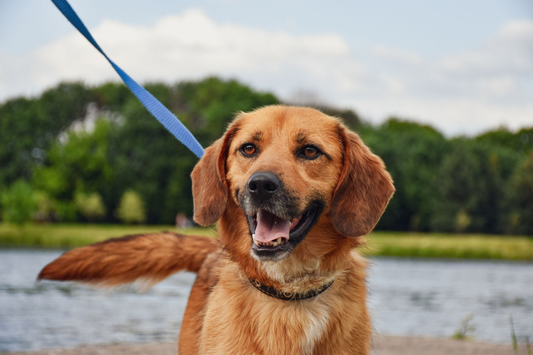 A golden brown dog on a blue leash standing at the edge of a lake in a park, mouth open and looking straight at the camera with green trees behind it