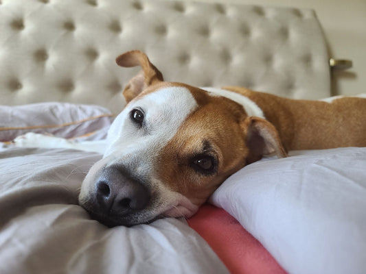A dog resting comfortably on a bed with its chin propped on a pillow, looking calmly at the camera