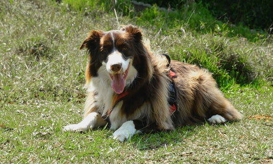 A Border Collie lying happily in a sunny grassy field with a relaxed, panting expression