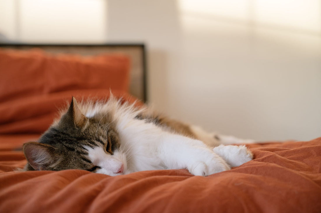A long-haired tabby and white cat sleeping peacefully on a warm, rust-colored bed
