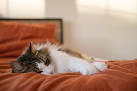A long-haired tabby and white cat sleeping peacefully on a warm, rust-colored bed