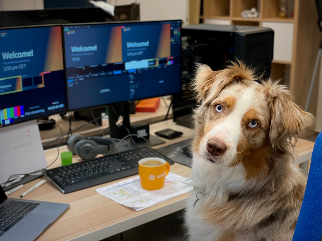 The Benefits of a Pet-Friendly Office